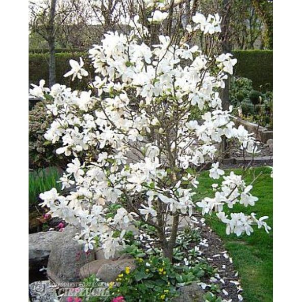 Magnolia x loebneri Merrill - magnolia Loebnera