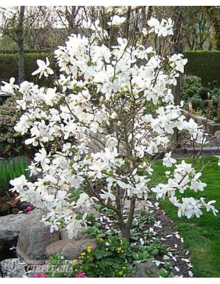 Magnolia x loebneri Merrill - magnolia Loebnera