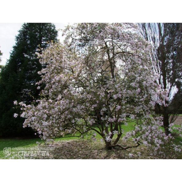 Magnolia x loebneri Merrill - magnolia Loebnera