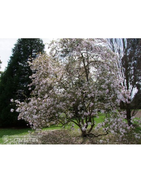 Magnolia x loebneri Merrill - magnolia Loebnera