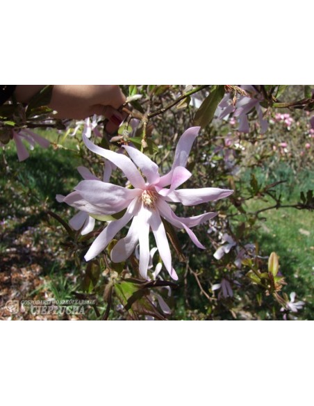 Magnolia x loebneri Merrill - magnolia Loebnera