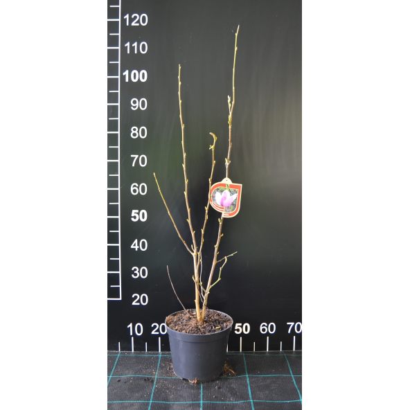 Magnolia x loebneri Merrill - magnolia Loebnera