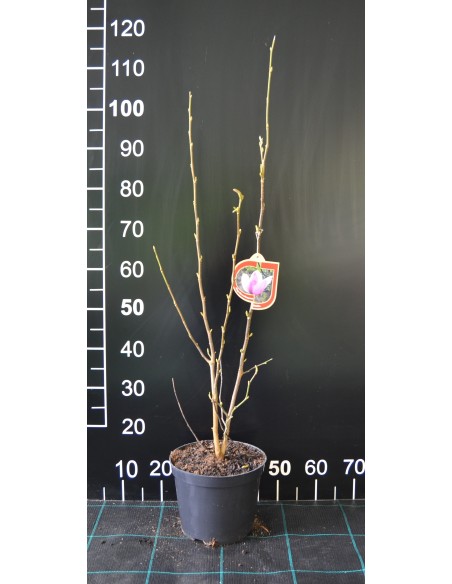 Magnolia x loebneri Merrill - magnolia Loebnera
