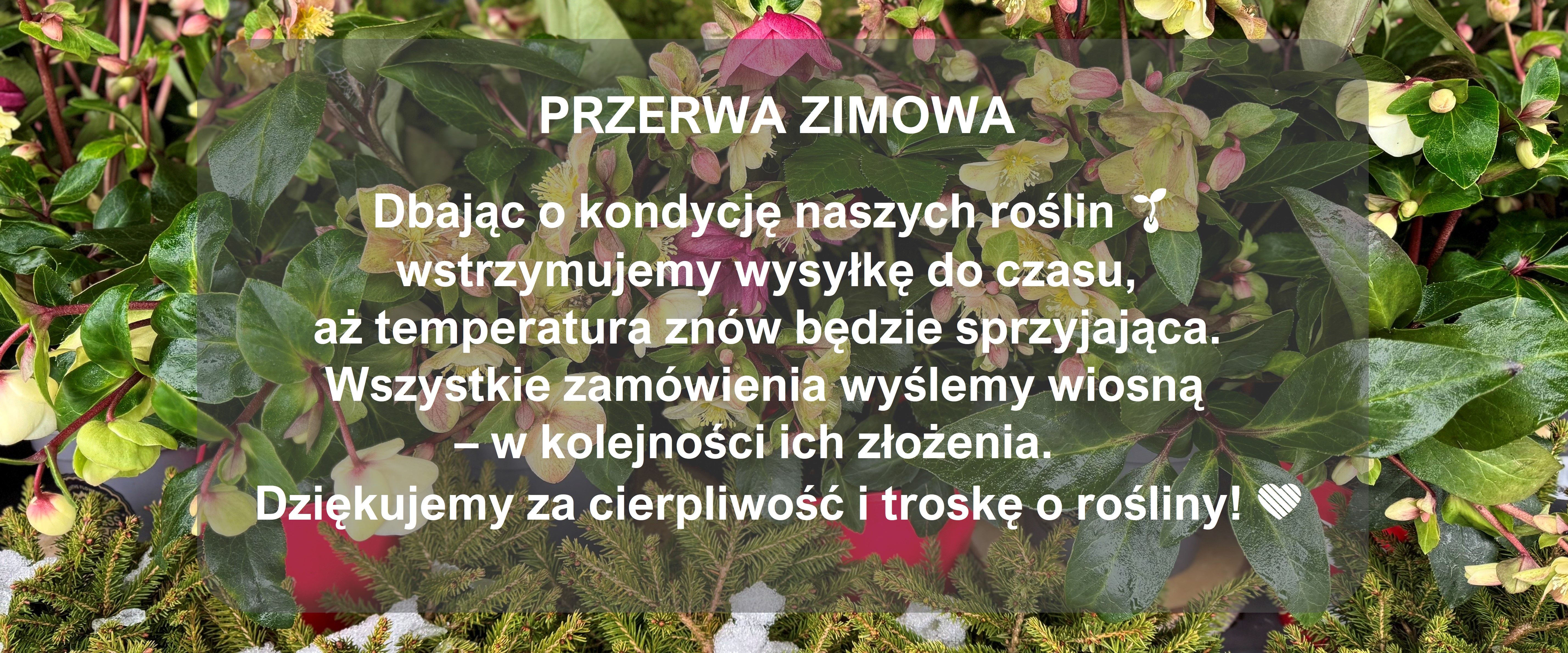 Krzewy liściaste